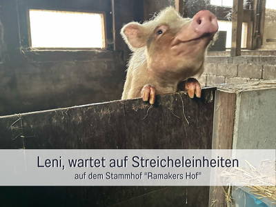 Bild 34 aus  Meine Schule Sehlingen