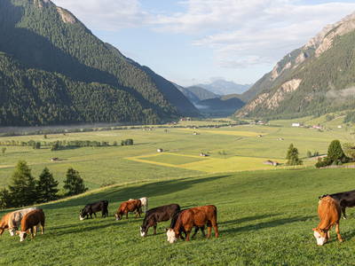 Bio-Rinderhaltung am Jörgnerhof - Stelza Nature Chalet