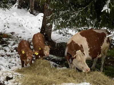 Bild 28 aus  Familienparadies Oberhasenberghof
