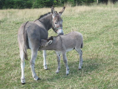 Bild 9 aus  Nygaardferie