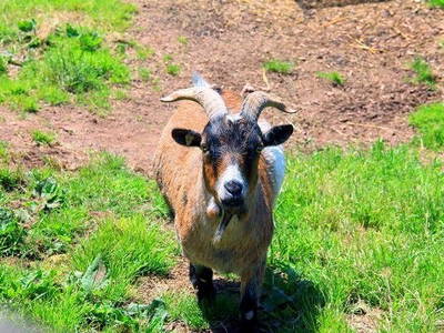 Zwergziegen auf dem Müllerbauernhof