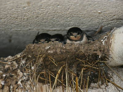 Bild 16 aus  Bierpeterhof