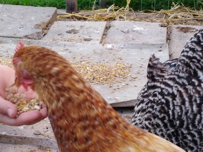 Bild 70 aus  Ahoi Ostsee:  Bauernhof und OstseeUrlaub - Ferienhof Becker in Dahme