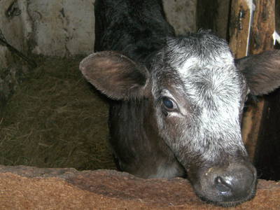 Bild 14 aus  Ferienhof Rasch