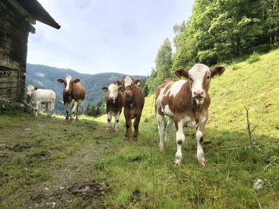 Bild 23 aus  Vordersattlegghof