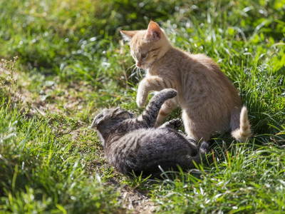 Bild 7 aus  Landhof - Familie Mairhofer