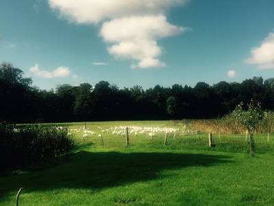 Bild 8 aus  Dreiseithof Schmadebeck