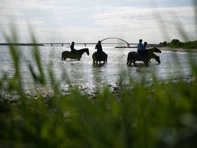 Bild 12 aus  Küselhof und Reiterhof Witt