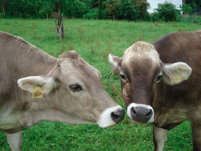 Bild 7 aus  Ferienhof Siber