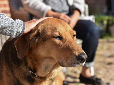 Bild 25 aus  Sonis kleine Farm Grömitz