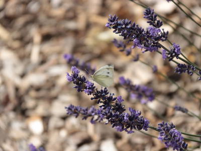 Bild 24 aus  Heumanns Blockhäuser am Wald