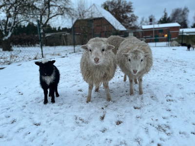 Bild 18 aus  Waldhof Bruchmühle