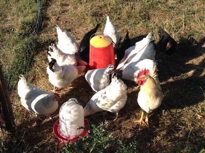 Bild 14 aus  Hof Altasilva - Rosenhof