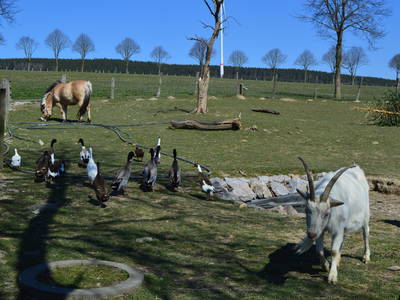 Bild 29 aus  Bauernhofpension Bals