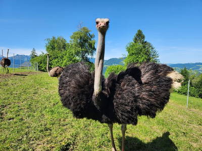 Bild 13 aus  Blickfang Bregenzerwald