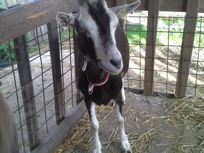 Bild 85 aus  Biohof Schmidbauer