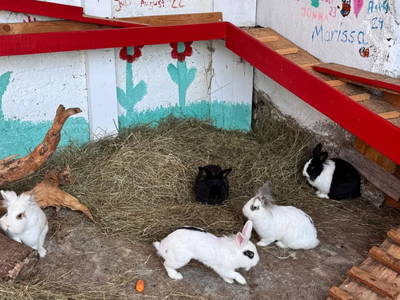 Bild 95 aus  Ferienwohnung Wallner