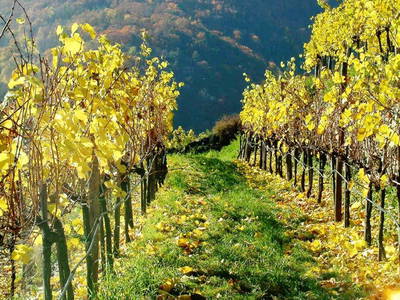 Bild 82 aus  Weingut STRAWANZER Donabaum