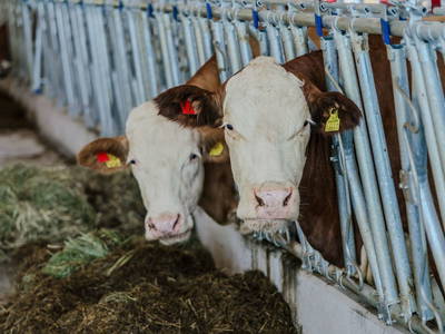 Bild 133 aus  Linharterhof Zimmer