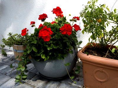 Bild 130 aus Arlitscherhof