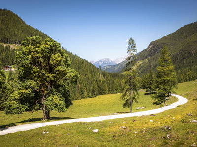 Bild 8 aus  Hintereggalm