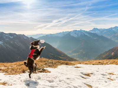 Bild 40 aus  Bergbauernhof Irxner - Urlaub am Bauernhof mit Hund