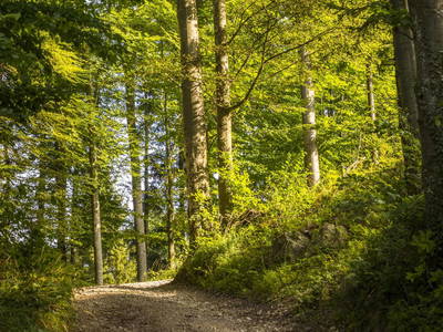 Bild 25 aus  Bio Bauernhof Paulbauer