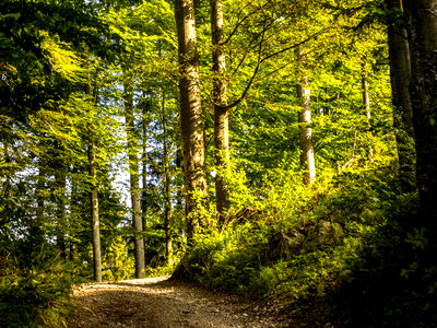 Bild 25 aus Bio Bauernhof Paulbauer