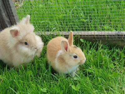 Bild 46 aus  Stillerhof