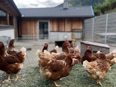 Bild 92 aus  Spöttlinghof