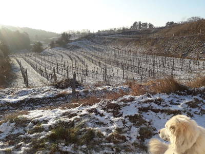 Bild 64 aus  Gästehaus Greisslerei Gösing 