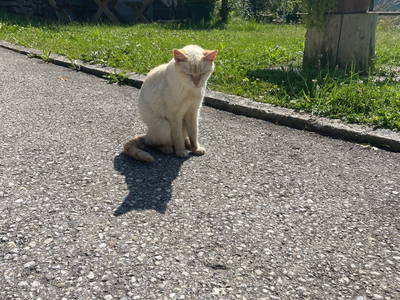 Bild 75 aus  Hanslgrabner