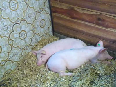 Bild 48 aus  Traunsee - Chalet am Götschhof