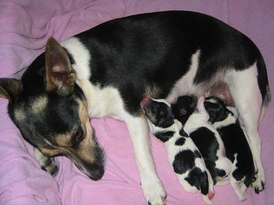 Bild 14 aus  Carstens Ferienhof