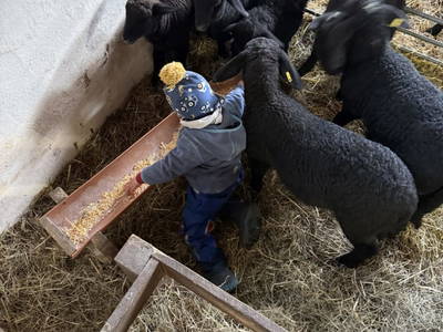 Bild 27 aus  S'Landhäuschen