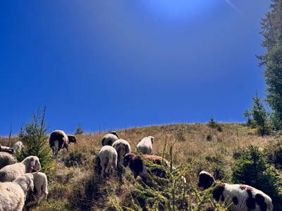 Bild 153 aus  Wallneralm