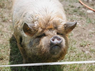 Bild 64 aus  Ferienwohnung Biohof Brandner