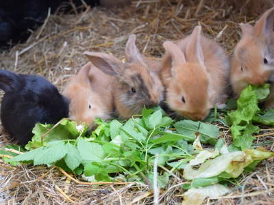 Bild 69 aus  Ferienhof Sturm