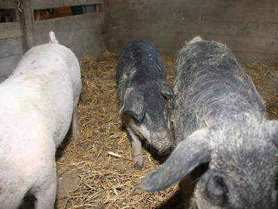 Bild 123 aus  Kaspergut