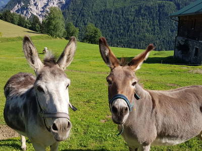 Bild 63 aus  Ferienhaus Mandlberggut