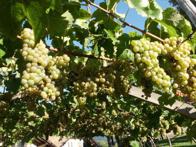 Bild 21 aus  Stettnerhof