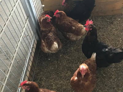 Bild 31 aus  Familienparadies Oberhasenberghof