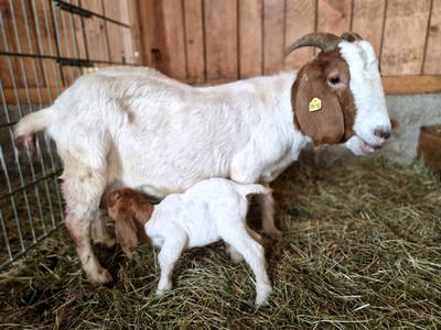 Bild 99 aus  Ferienhof Leopold in der Grub
