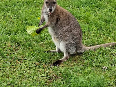 Bild 14 aus  Zillerlehen