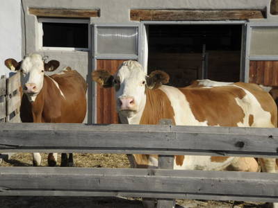 Bild 29 aus  Standlhof