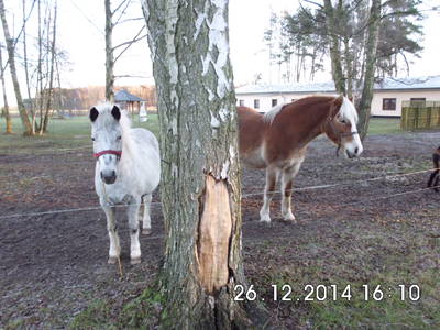 Bild 8 aus  Landurlaub bei Westendorff's in Warthe / Insel Usedom