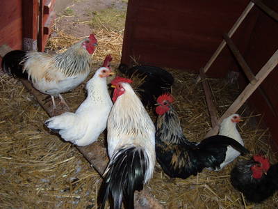 Bild 38 aus  Ferienhof Lucht