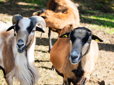 Bild 17 aus Ferienwohnungen Kagerer