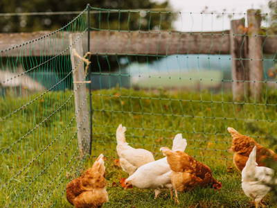 Bild 20 aus  Almenlandhof