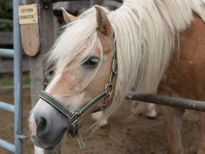 Bild 48 aus  Bauernhof Woltron